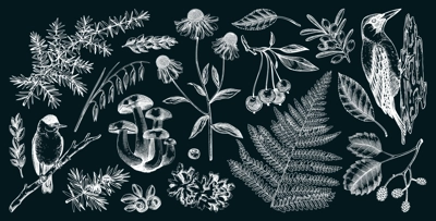Autumn forest design elements. Hand drawn botanical illustrations of fall leaves, ferns, berries, and birds. Vintage fall plants sketches. NOT AI generated
